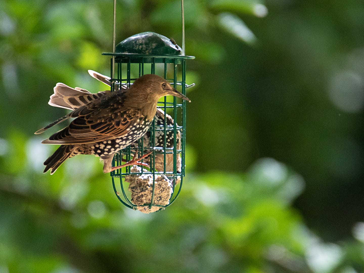 naturgärten 07.08.2021 4