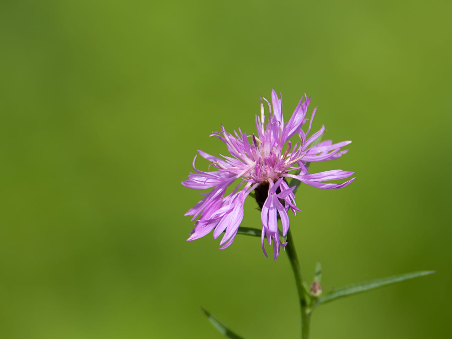naturgärten 07.08.2021 4