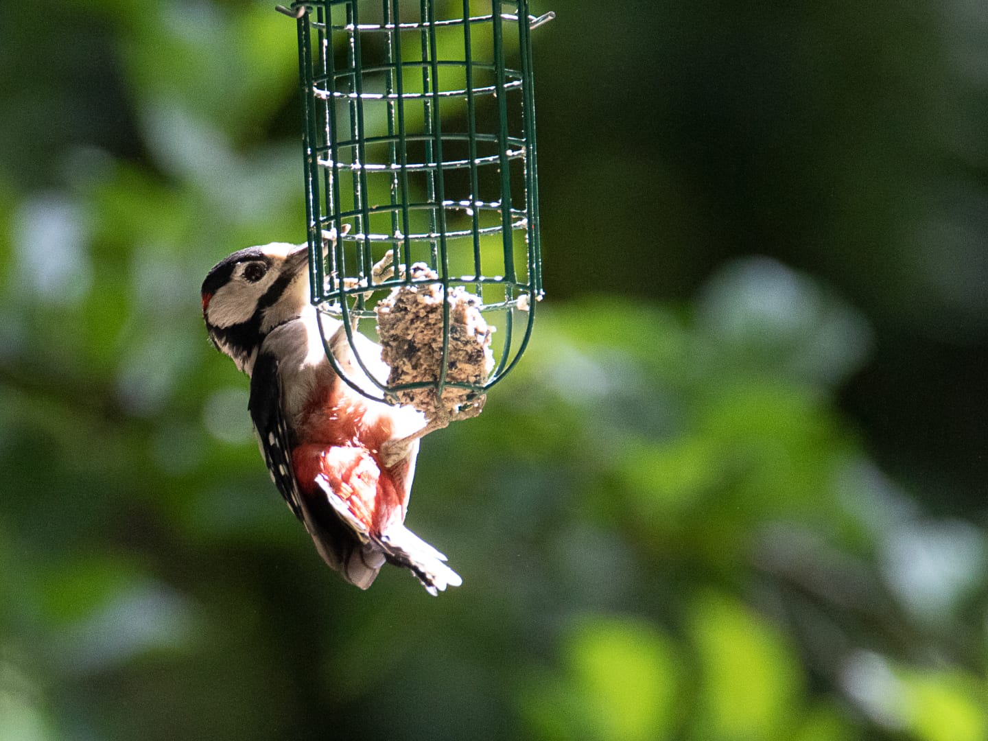 naturgärten 07.08.2021 4