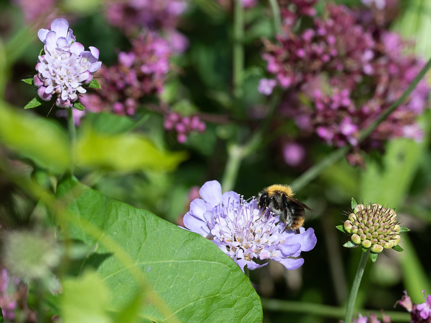 naturgärten 07.08.2021 4
