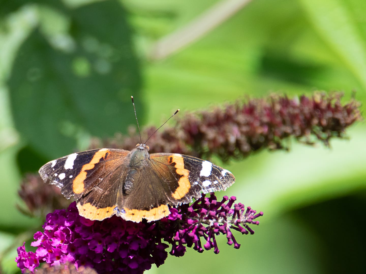 naturgärten 07.08.2021 4