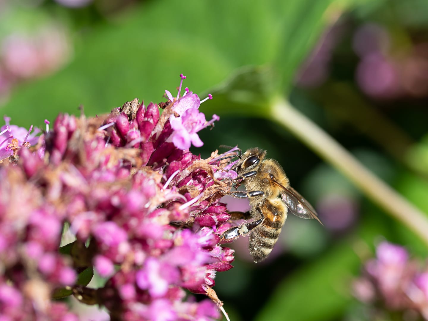 naturgärten 07.08.2021 4