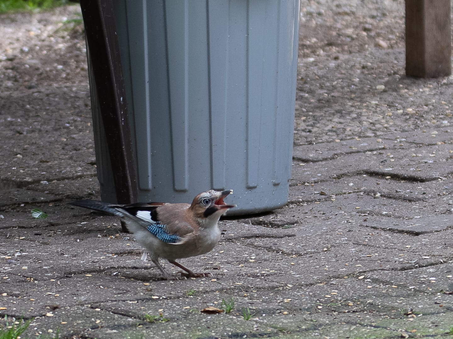 naturgärten 07.08.2021 4